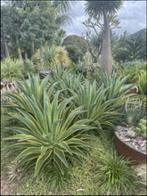 Load image into Gallery viewer, Agave desmettiana El Miradores Gold