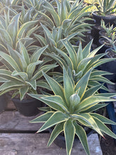 Load image into Gallery viewer, Agave desmettiana El Miradores Gold