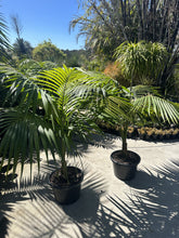 Load image into Gallery viewer, Howea forsteriana