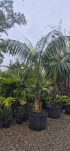Load image into Gallery viewer, Howea forsteriana