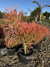 Load image into Gallery viewer, Euphorbia Tirucalli Firesticks
