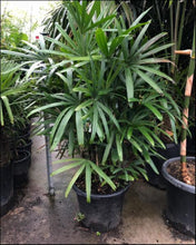 Load image into Gallery viewer, Rhapis excelsa
