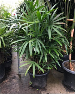 Rhapis excelsa