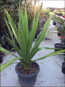 Doryanthes palmeri