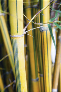 Bambusa eutuldoides viridi-vittata