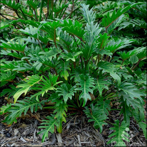 Philodendron Xanadu