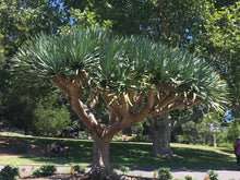 Load image into Gallery viewer, Dracaena draco
