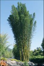 Load image into Gallery viewer, Bambusa oldhamii
