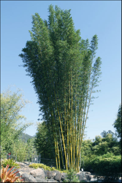 Bambusa oldhamii