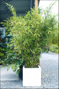 Bambusa compacta