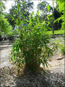 Bambusa compacta