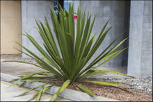 Load image into Gallery viewer, Doryanthes palmeri
