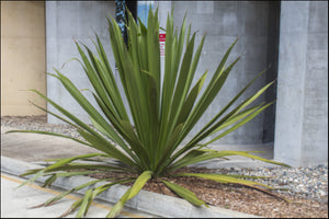 Doryanthes palmeri