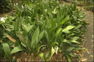 Aspidistra elatior