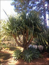 Load image into Gallery viewer, Pandanus utilis
