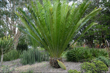 Load image into Gallery viewer, Encephalartos whitelockii
