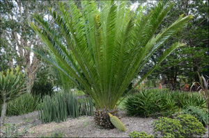 Encephalartos whitelockii