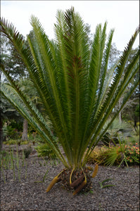 Encephalartos whitelockii