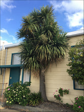Load image into Gallery viewer, Cordyline australis
