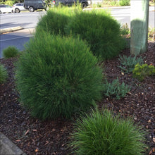 Load image into Gallery viewer, Casuarina glauca Greenwave  PBR
