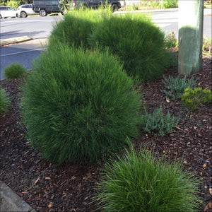 Casuarina glauca Greenwave  PBR