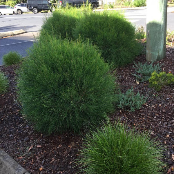 Casuarina glauca Greenwave  PBR