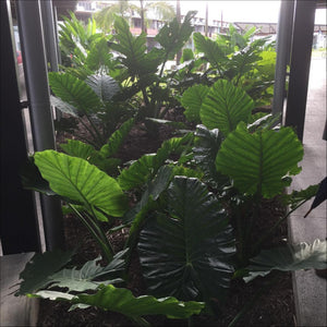 Alocasia brisbanensis