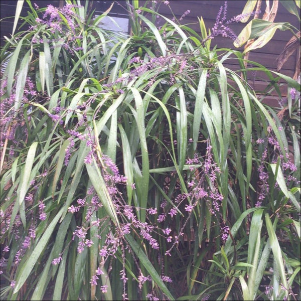 Cordyline stricta