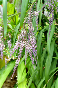 Cordyline stricta