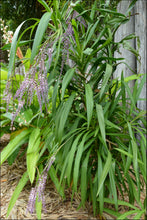 Load image into Gallery viewer, Cordyline stricta
