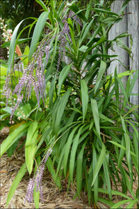 Cordyline stricta