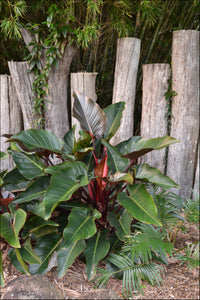 Philodendron Rojo Congo