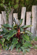 Load image into Gallery viewer, Philodendron Rojo Congo

