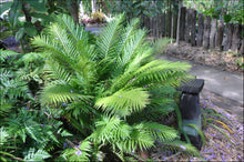 Load image into Gallery viewer, Blechnum brasiliense Silver Lady
