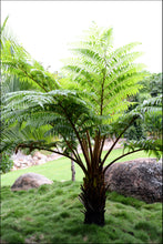 Load image into Gallery viewer, Cyathea cooperi
