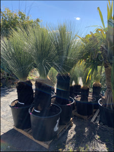 Xanthorrhoea glauca