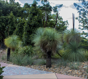 Xanthorrhoea glauca