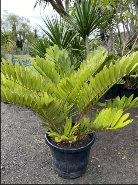 Zamia furfuracea