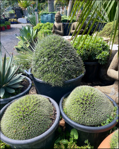 Deuterocohnia brevifolia  {Mounding Bromeliad}