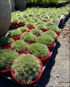 Deuterocohnia brevifolia  {Mounding Bromeliad}