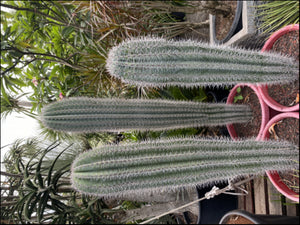 Pachycereus pringlei  {Elephant cactus}