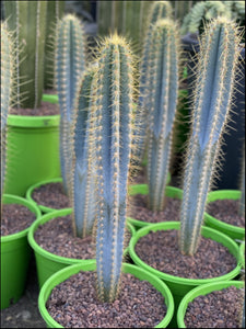 Pilosocereus azureus