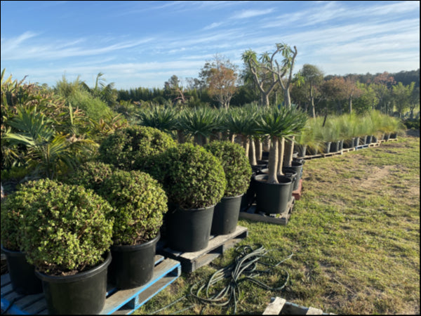 Portulacaria afra