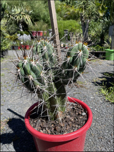 Stetsonia coryne  {Toothpick Cactus}