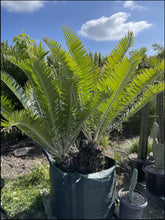 Load image into Gallery viewer, Encephalartos whitelockii
