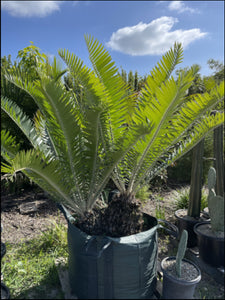 Encephalartos whitelockii