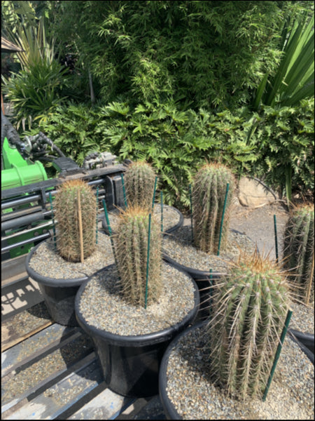 Echinopsis atacamensis subsp. pasacana