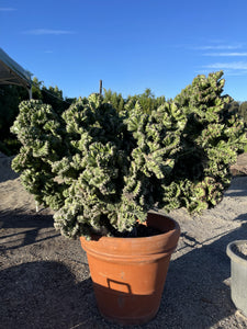 Euphorbia lactea cristata