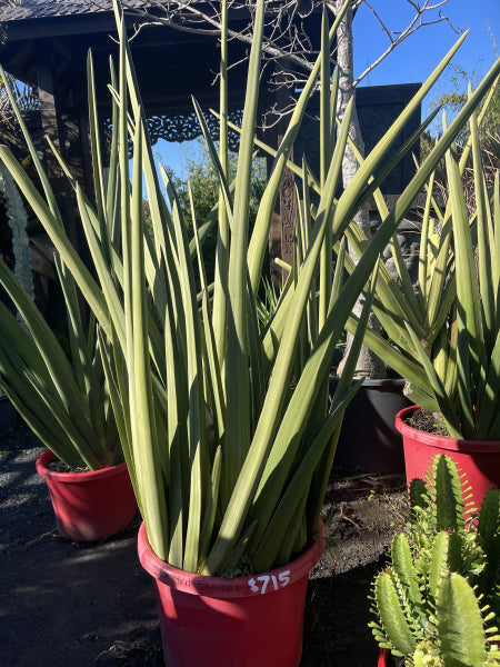 Sansevieria ehrenbergii