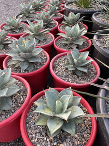 Agave pygmaea Dragon Toes